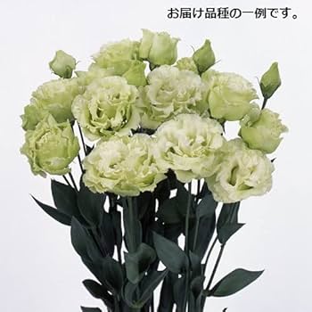 Amazon.co.jp: トルコキキョウ ミックス 1ポットに3芽入ってい